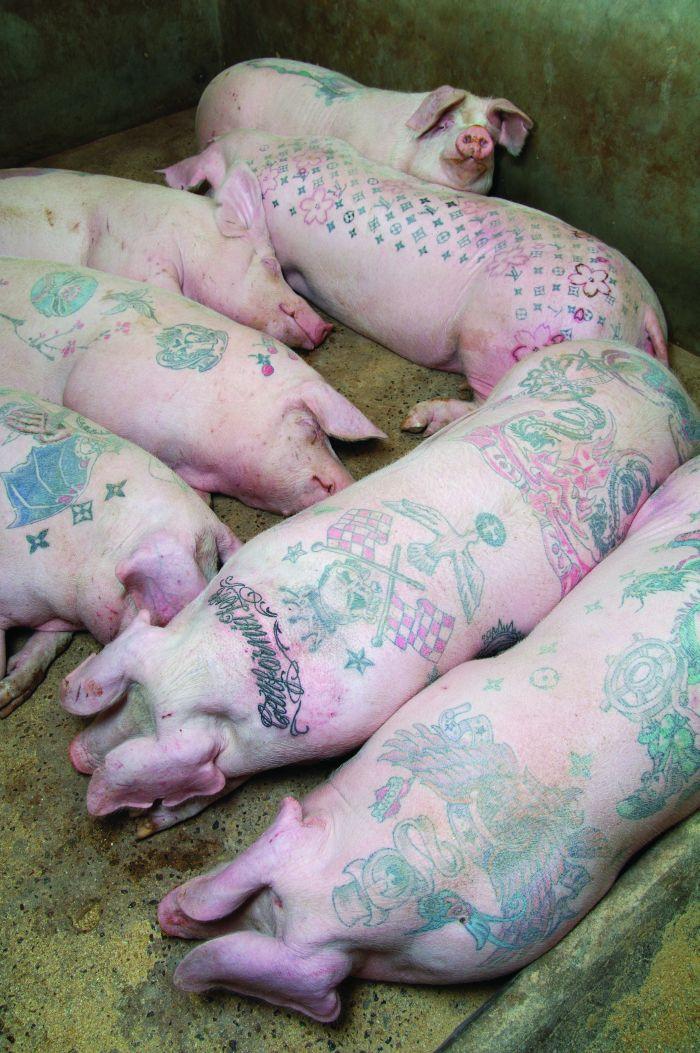 Wim Delvoye’s tattooed pigs